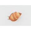 Collectible Wildlife Gifts | Sea Snail, Conch Shell, Ocean, Beach, Sea Life, Plastic Model, Realistic,  Animal, Life Like, Gift,  2 1/2"   F6023 B378 - 4 of 4
