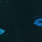 black ombre butterfly