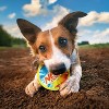 NERF TPR Color Blast Squeak and Crunch Ball Dog Toys - 4 of 4