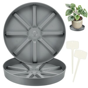 chocolate empress philodendron Philodendron Chocolate Empress  Edens Tropical