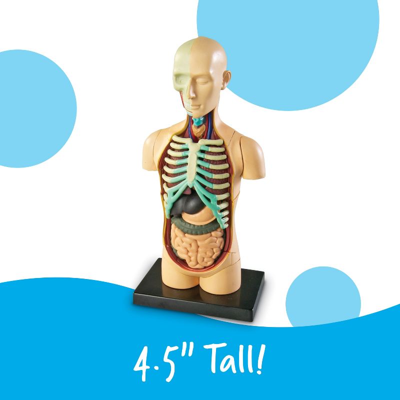 Learning Resources Human Body Anatomy Model, Ages 8+, 4 of 7