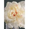 Cesicia 10.2 x 11 x 18.9"H Artificial Cream Sunflower Bush, 4 Pack - 2 of 4