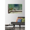 Trends International The Comedy Wildlife Photography Awards: Jacek Stankiewicz - Dispute Unframed Wall Poster Prints - 2 of 4