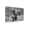 Trademark Fine Art -Bertram Schemel 'Elefamily' Canvas Art - 4 of 4