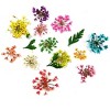 Wrapables Real Dry Flowers Nail Art 3d Flower Nail Decals Nail Manicure with Plastic Case (Set of 12), Sprig - image 2 of 4