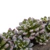 Nearly Natural Succulent Garden with Textured Concrete Planter - 3 of 4