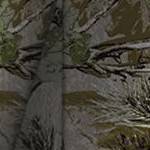 woods camo