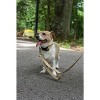 Country Brook Petz Deluxe Nylon Dog Leash, 6 Foot - 4 of 4