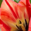 Set of 12 Spryng Break Tulip Bulbs - Van Zyverden - 3 of 4