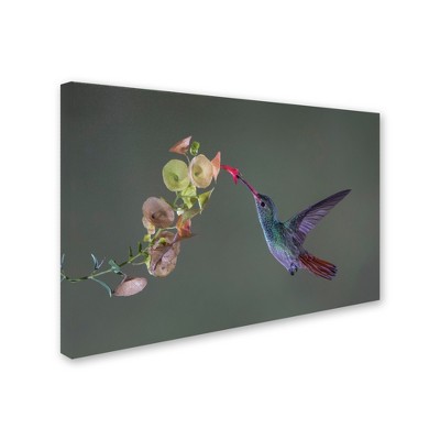 Trademark Fine Art -Greg Barsh 'Stretch' Canvas Art