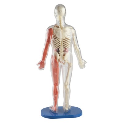 squishy human body target