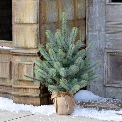 Park Hill Collection 24" Burlap Wrapped Blue Spruce Seedling with LED Battery Lights