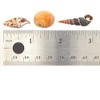 Juvale Tiny Craft Spiral Seashells for DIY Crafts, Home Decor (0.4-1 Inches, 180 Grams) - 3 of 4