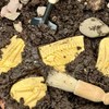 Yellow Door Dig and Discover - Pliosaur & Stegosaurus - 3 of 4