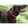 Country Brook Petz Premium Nylon Dog Collar with Metal Buckle for Small Medium Large Breeds - Vibrant 30+ Color Selection - 4 of 4