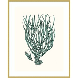 Amanti Art Antique Coastal Coral VIII by Johann Esper Wood Framed Wall Art Print - 1 of 4