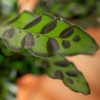 Live 4" Calathea Rattlesnake Potted Houseplant - 3 of 3