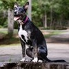 Country Brook Petz Premium Dog Collar - Attitude Collection - 3 of 4