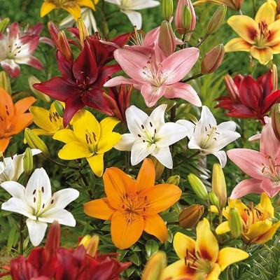 12ct Lilies Asiatic Mixed Bulbs - Van Zyverden