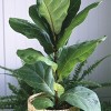 1pc Fiddle Leaf Fig - National Plant Network - image 3 of 4