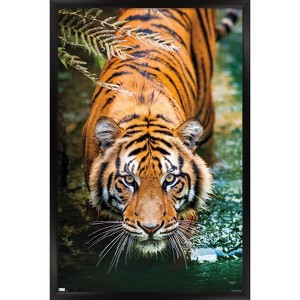Trends International Tiger - Water Framed Wall Poster Prints - 1 of 4