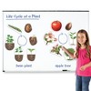 Learning Resources Giant Magnetic Plant Life Cycle - 4 of 4