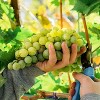 Van Zyverden Premium Grafted Bareroot Sauvignon Blanc Grape Vine - 2 of 4