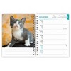 BrownTrout Kittens 2026 6"x7.75" Spiral-Bound Wire-O Engagement Planner Calendar - 3 of 4