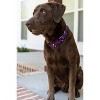 Country Brook Petz Heavy Duty Nylon Martingale Dog Collar with Deluxe Buckle - 30+ Vibrant Color Options - 3 of 4