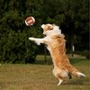 3-PACK Interactive Dog Balls: Soccer, Football, Tennis for Small/Medium Dogs, Fluffy Squeaky, Birthday Gifts - 4 of 4