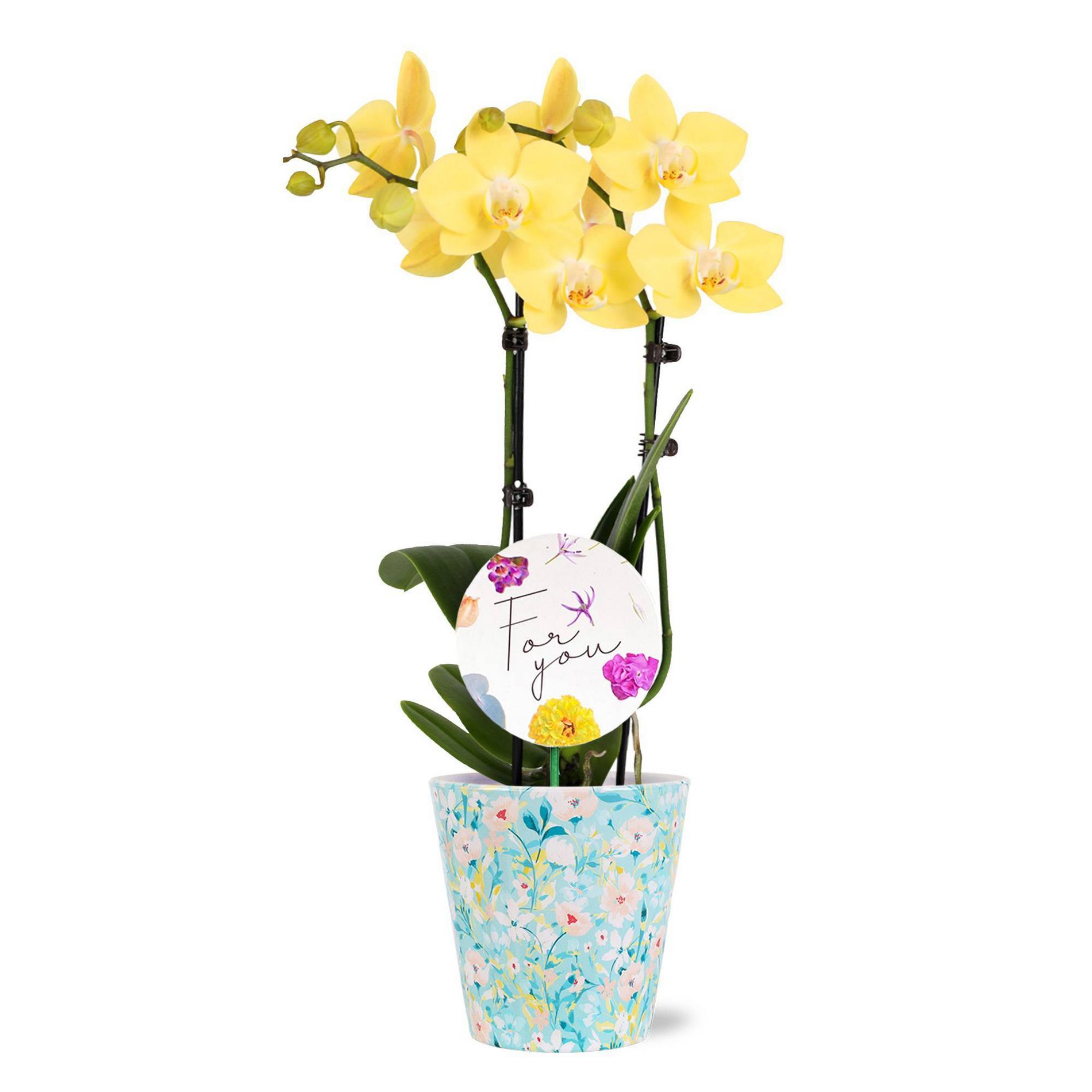 Green Circle Growers 3" Bright Yellow Live Orchid For You Edition