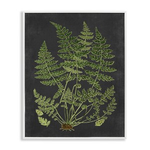 Stupell Industries Scientific Botanical Fern Drawing Framed Giclee Art, White, 16" x 20" - 1 of 4