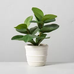 Faux Mini Clusia Rosea Potted Plant - Hearth & Hand™ with Magnolia