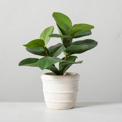 Faux Mini Clusia Rosea Potted Plant - Hearth & Hand™ with Magnolia - image 1 of 3