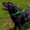 Country Brook Petz Martingale Heavyduty Nylon Dog Collar and Double Handle Leash - 3 of 4