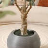 DR.Planzen 7ft UV Resistant Artificial Olive Tree with Grey Tall Planter, Pre Potted Fake Olive Tree for Indoor Outdoor Home Decor, Big Faux Plants - 4 of 4