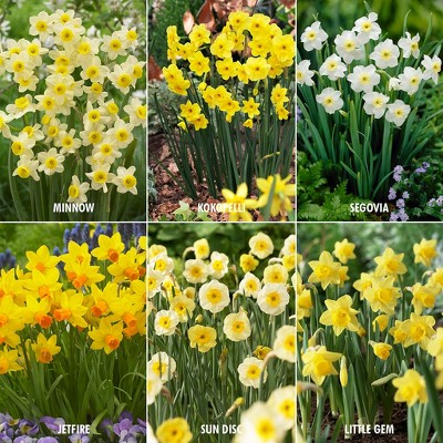 Award Winning Perennial Deer Resistant Daffodil Blend Set of 30 Bulbs - Van Zyverden
