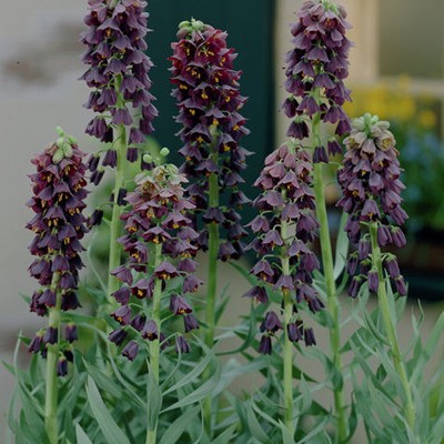 Fritillaria Persica - Set of 3 Bulbs - Van Zyverden