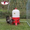 Little Giant Tank Heavy Duty Poultry Chicken Gravity Waterer - 4 of 4