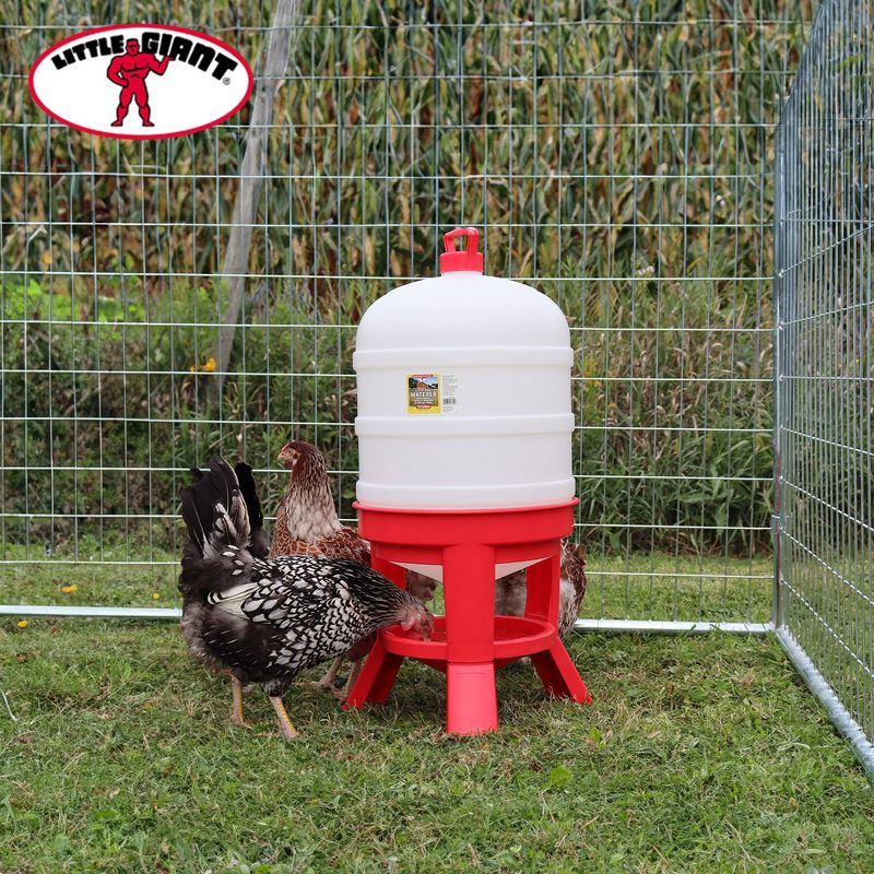 Little Giant DOMEWTR10 10 Gallon Tank Heavy Duty Poultry Chicken Gravity Waterer, Red, 4 of 7