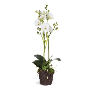 Plum & Post Phalaenopsis X 2 Drop-In 23" - 1 of 2