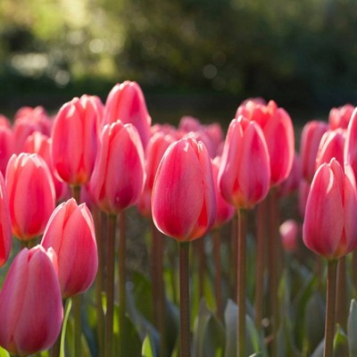Set of 12 Cosmopolitan Tulip Bulbs - Van Zyverden