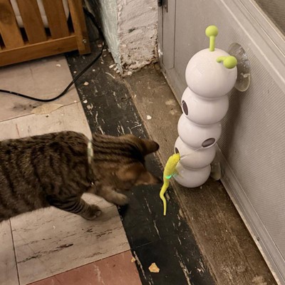 Allforpaws Interactive Cat Toys Wack'A'Worm Post Cat Toy : Target