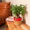 Live 4" Pachira Stump Potted Houseplant - 2 of 4