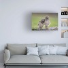 Trademark Fine Art -Greg Barsh 'Friends Owls' Canvas Art - 2 of 4