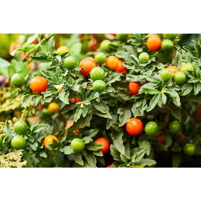 MiracleLED 2-Foot Full Spectrum Daylight LED Grow Light Fixture