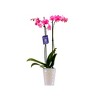 5" Watercolor Orchid Pink Diamond - Good Little Garden™ - 2 of 2