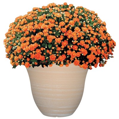 Beige 13-Inch Resin Indoor/Outdoor Round Planter