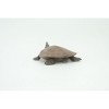 Collectible Wildlife Gifts | Softshell Turtle, Apalone spinifera, Freshwater Turtle, Hand Painted, Rubber Reptile, Realistic Gift,  2"  SF38 B15 - 4 of 4