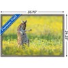 Trends International The Comedy Wildlife Photography Awards: Jason Moore - Air Guitar Roo Framed Wall Poster Prints - 3 of 4